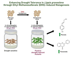 Figure from article: Enhancing Drought Tolerance...