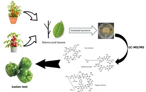 Figure from article: Involvement of iturin and...