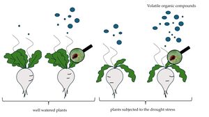 Figure from article: The effects of biotic and...