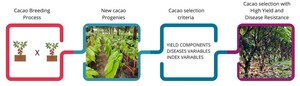 Figure from article: Selecting cacao clones with...