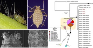 Figure from article: Morphological and molecular...