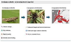 Figure from article: Beet moth (<i>Scrobipalpa...