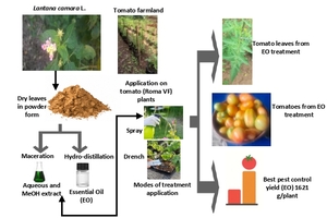 Figure from article: Effects of Lantana camara...