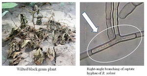 Figure from article: New report of Rhizoctonia...