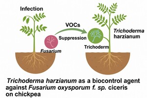 Figure from article: Dual Culture and VOC...