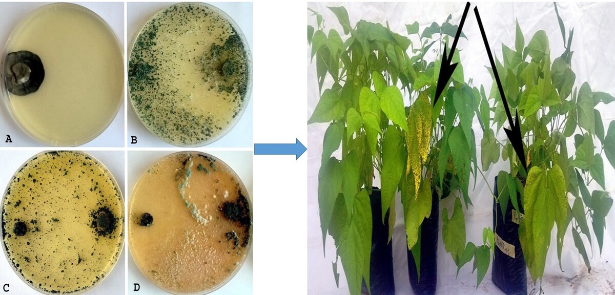 Figure from article: Biological control...