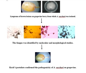 Figure from article: Arthrinium sacchari – a...