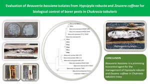 Figure from article: Evaluation of Beauveria...