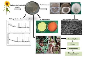 Figure from article: Enhancing sunflower growth...