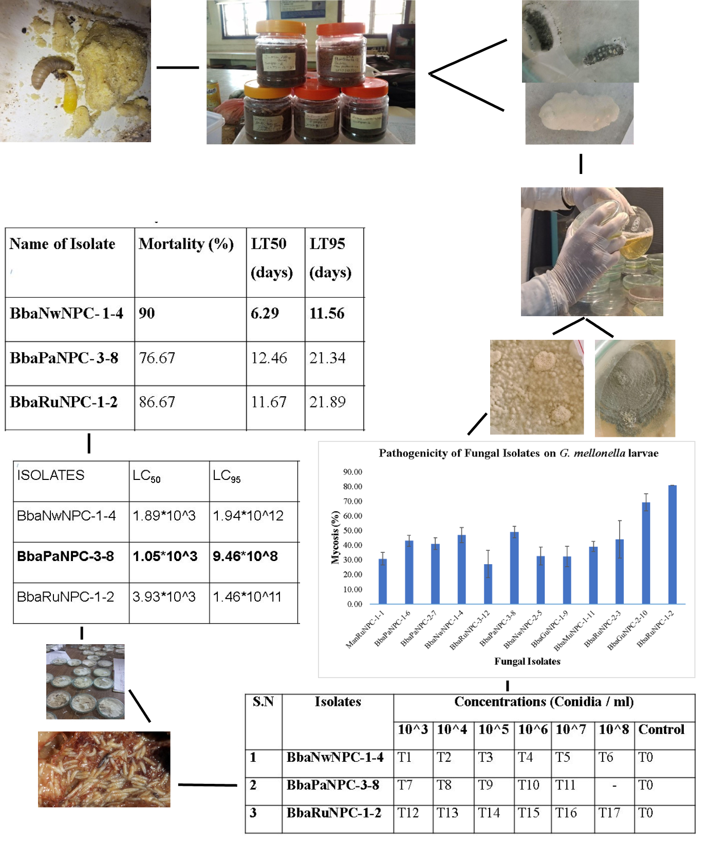 Figure from article: Assessment of Insecticidal...