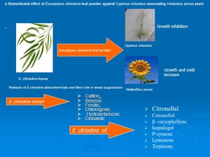 Figure from article: A Bioherbicidal effect of...