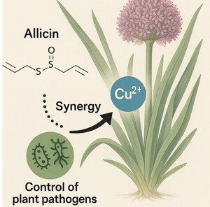 Figure from article: Copper–Allicin Hybrid: A...