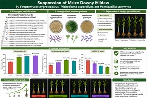 Figure from article: Suppression of maize downy...