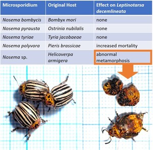 Figure from article: Susceptibility of the...